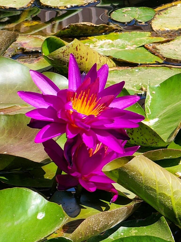 purple water lillie