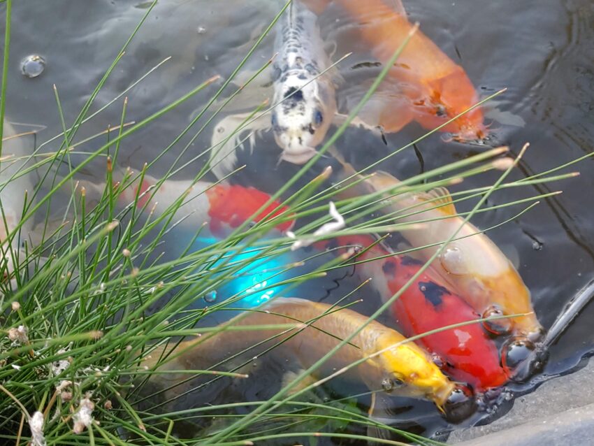 Koi Fish in pond