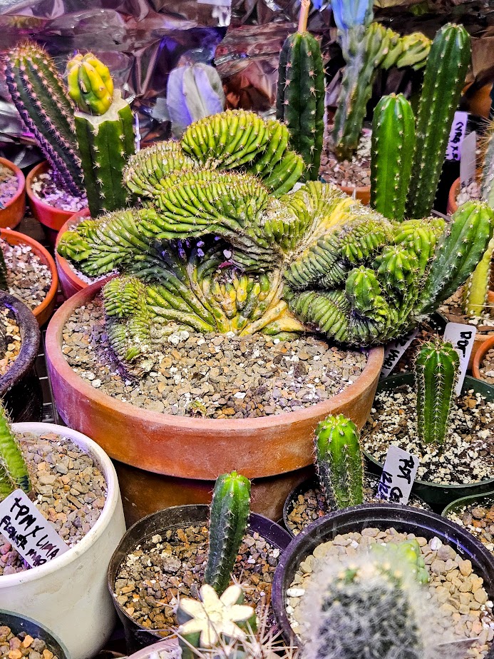 cactus 