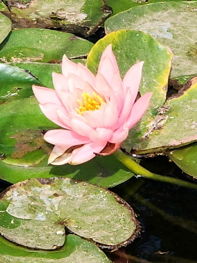This image has an empty alt attribute; its file name is pink.5.20231002_111403.jpg